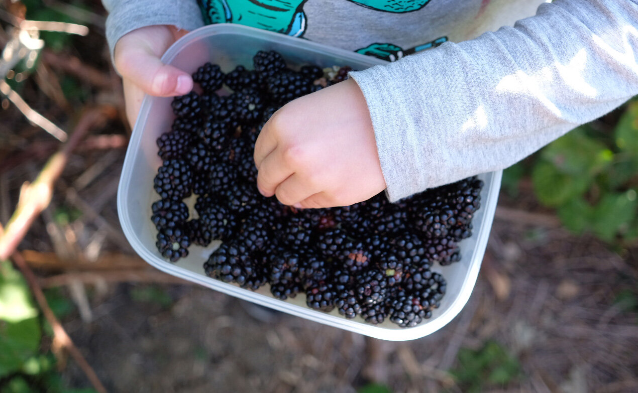 blackberry picking.jpg
