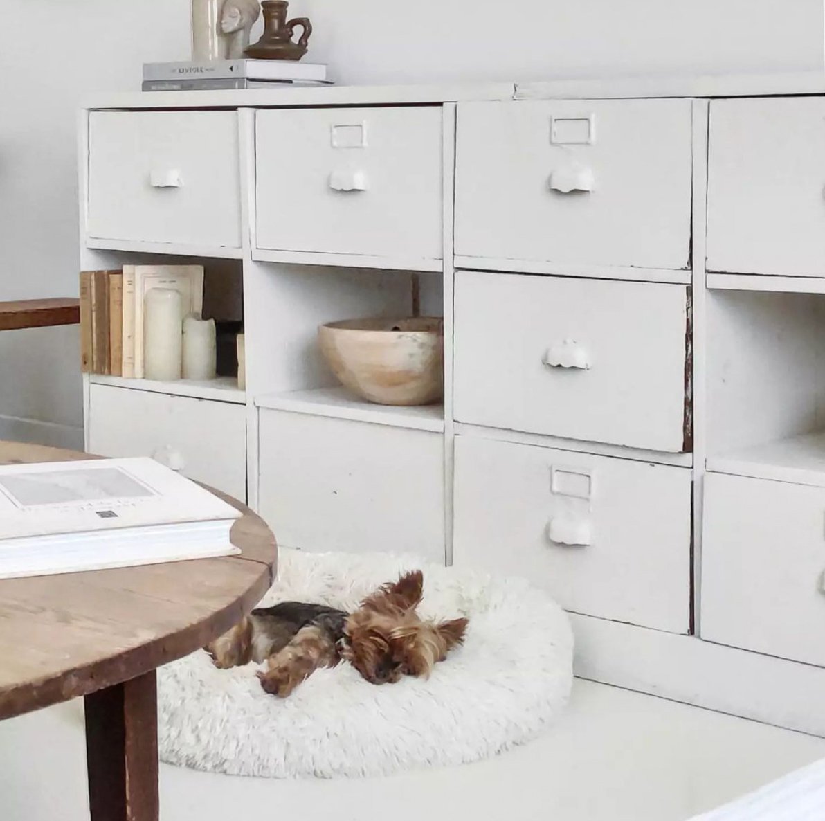 White interior with white-painted vintage filing drawers, with small dog on rug