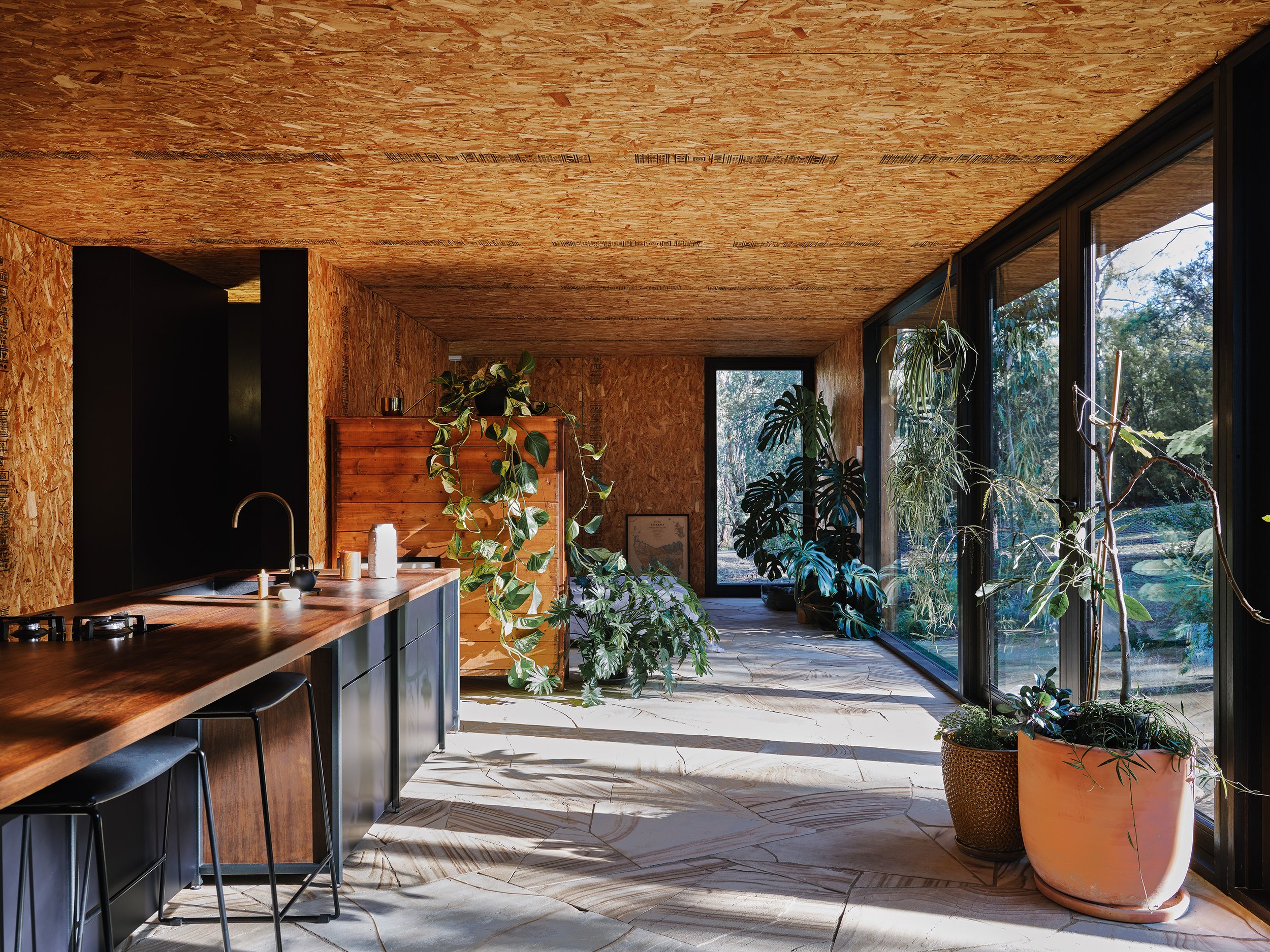 Interior space clad in OSB wood and filled with plants
