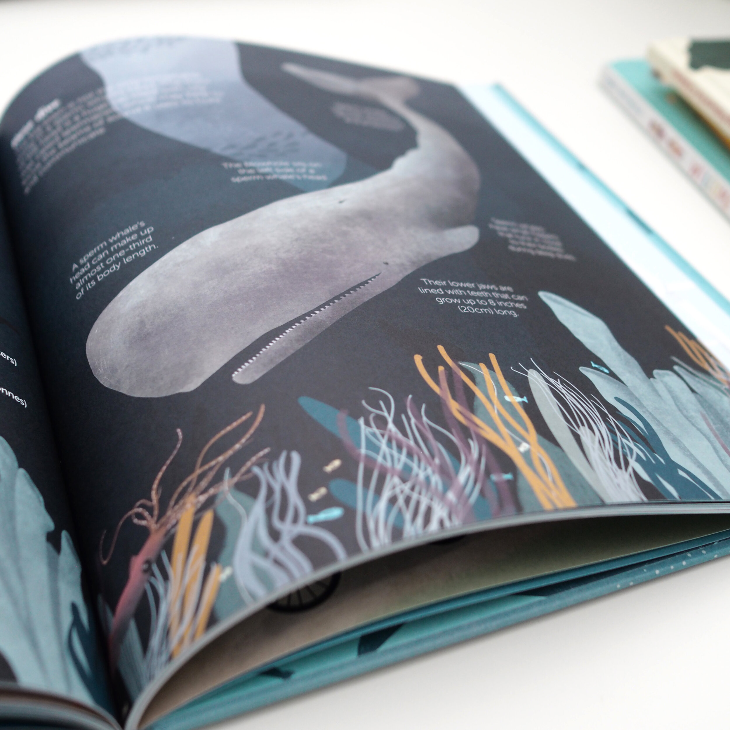The World of Whales book