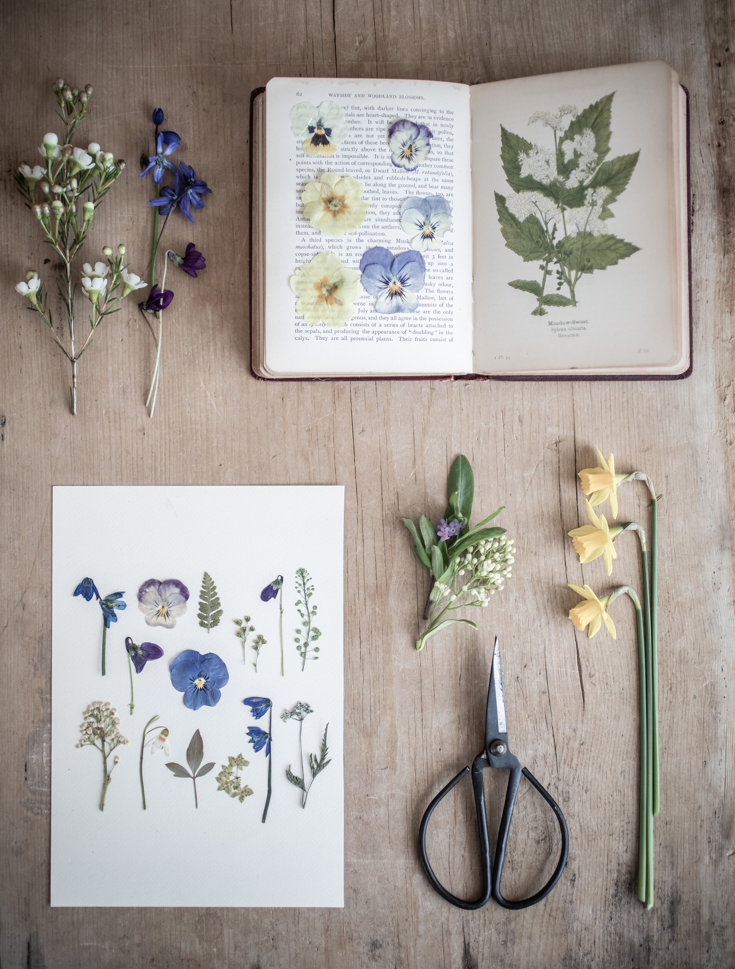 How To: Flower pressing