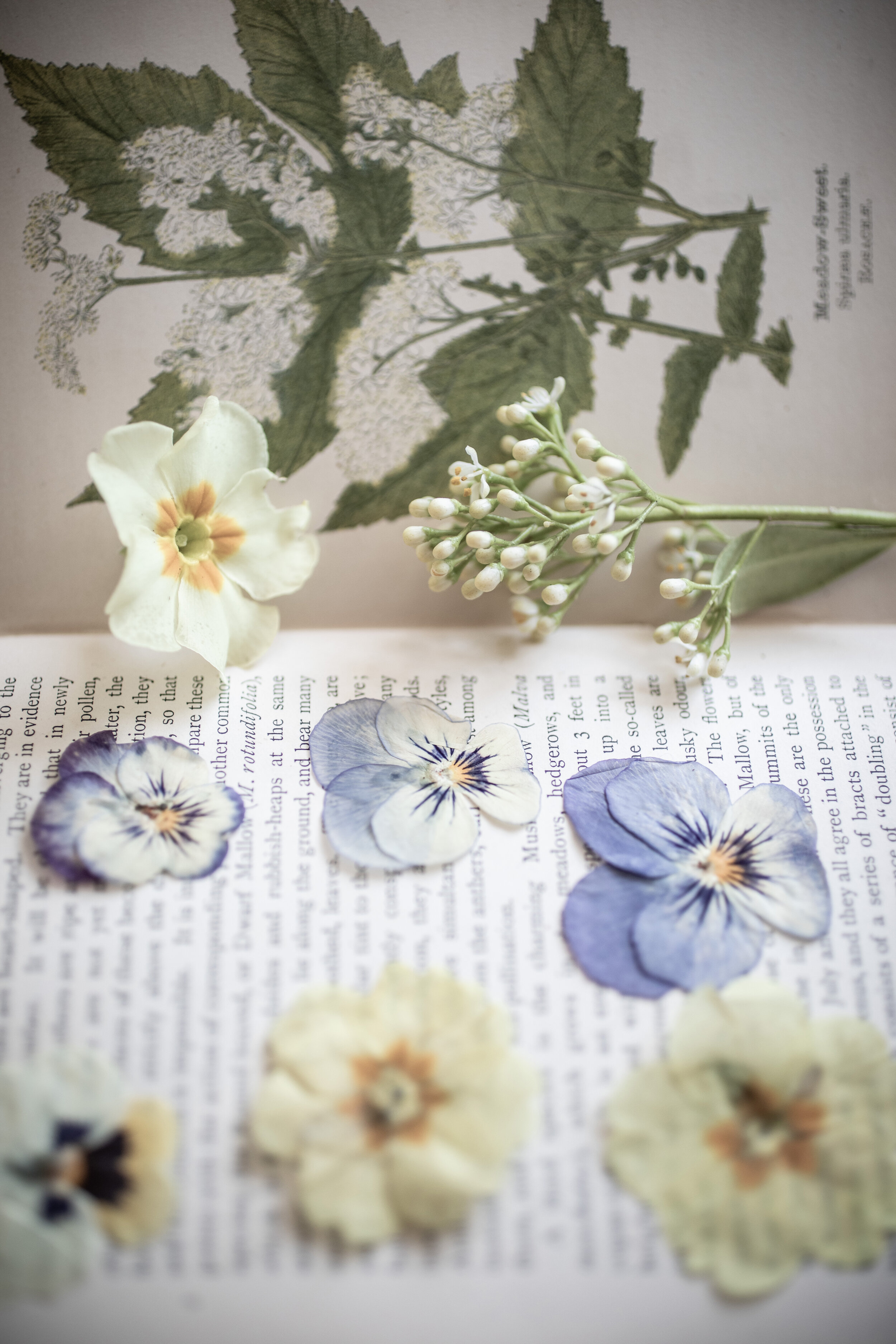 press flowers in books