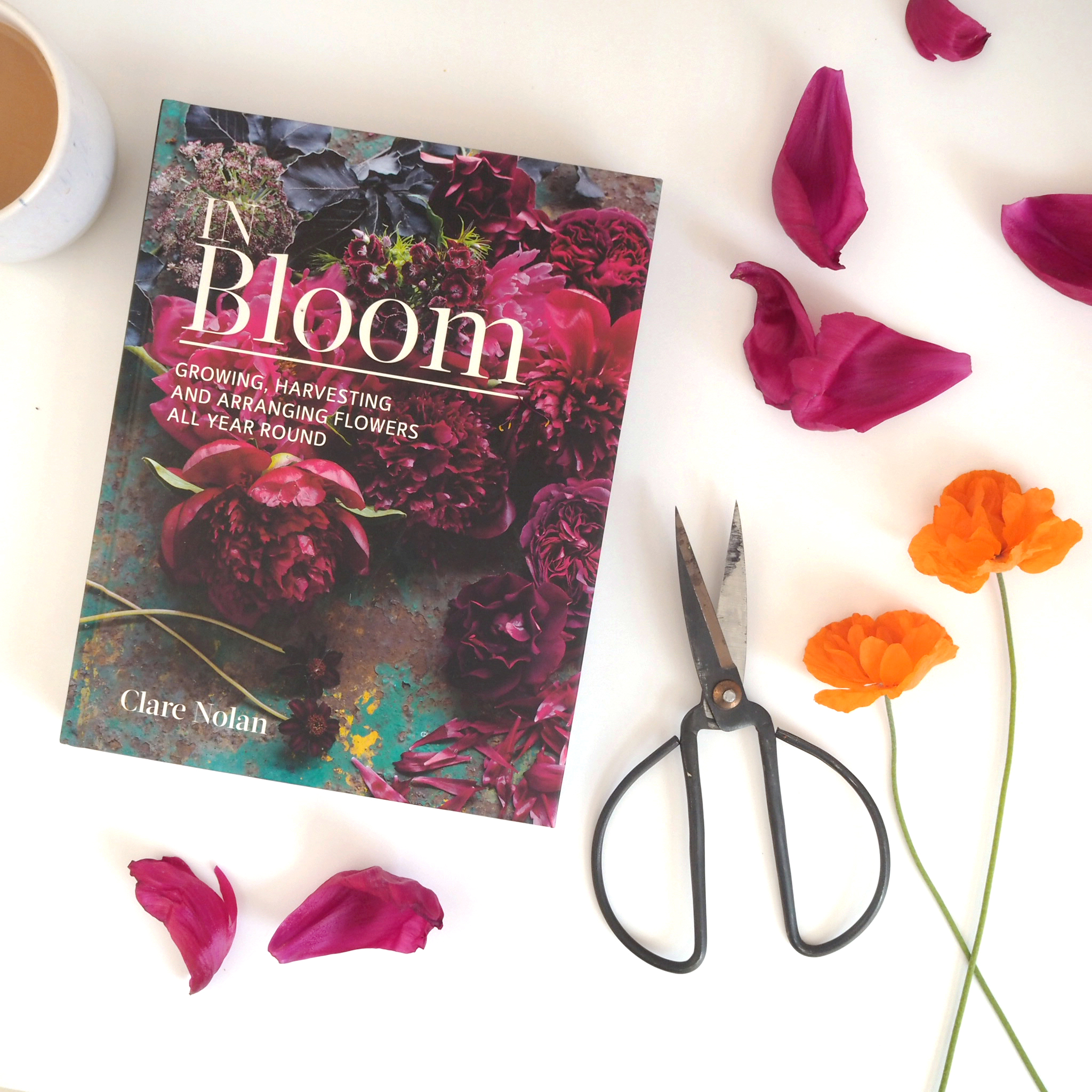 In Bloom by Clare Nolan