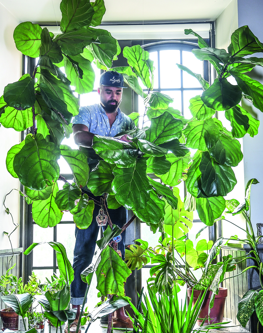 Hilton Carter's urban jungle and giant fiddle leaf fig