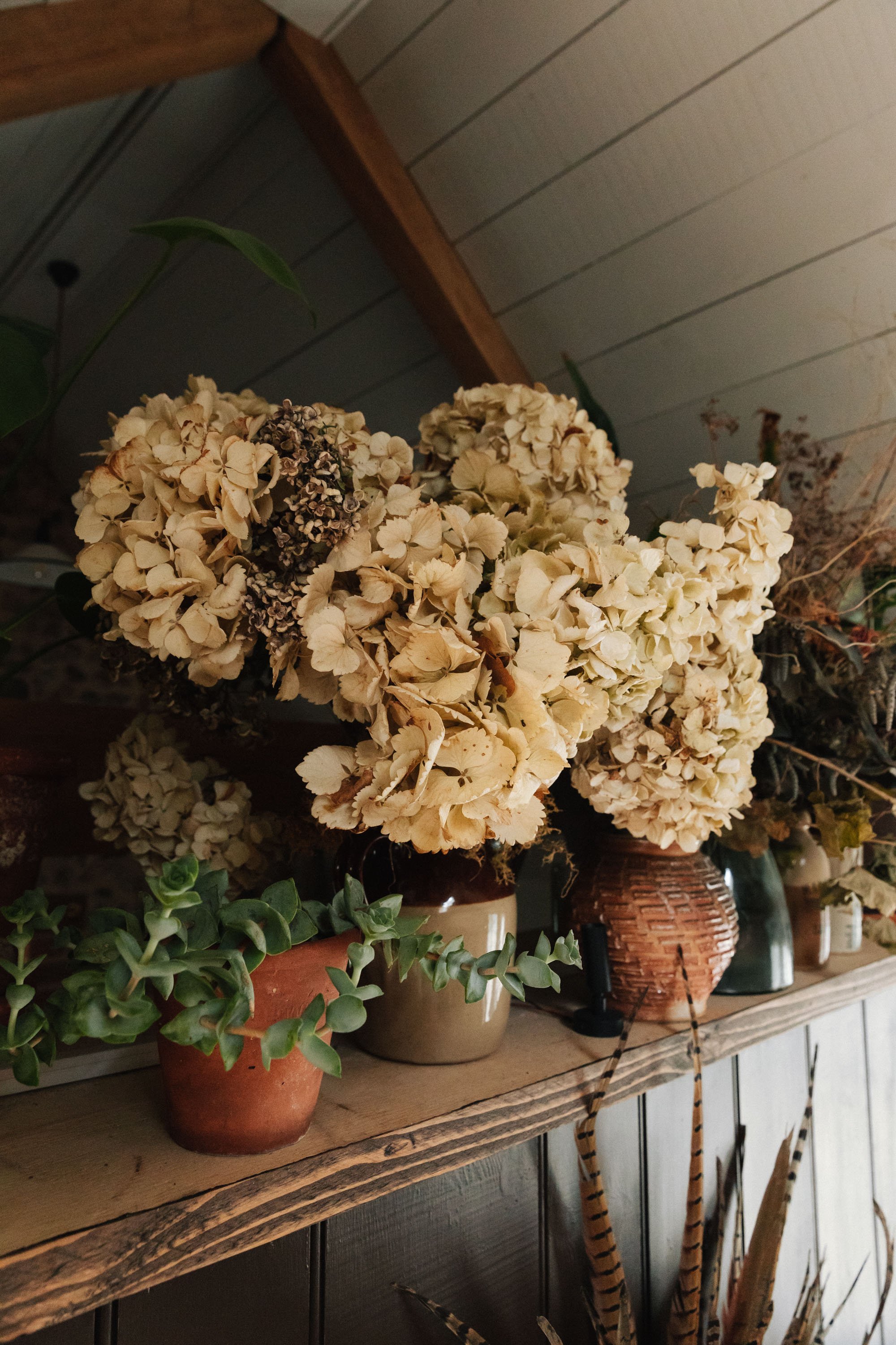 dried hydrangeas and plants displayed in ceramic pots