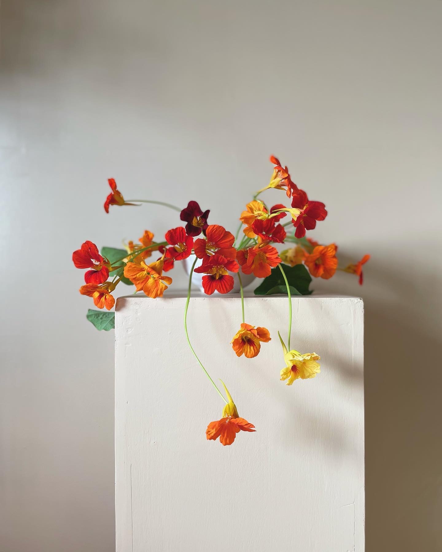 Orange and yellow British flowers display in Stephanie Callaghan of Me & My Bloomers' studio
