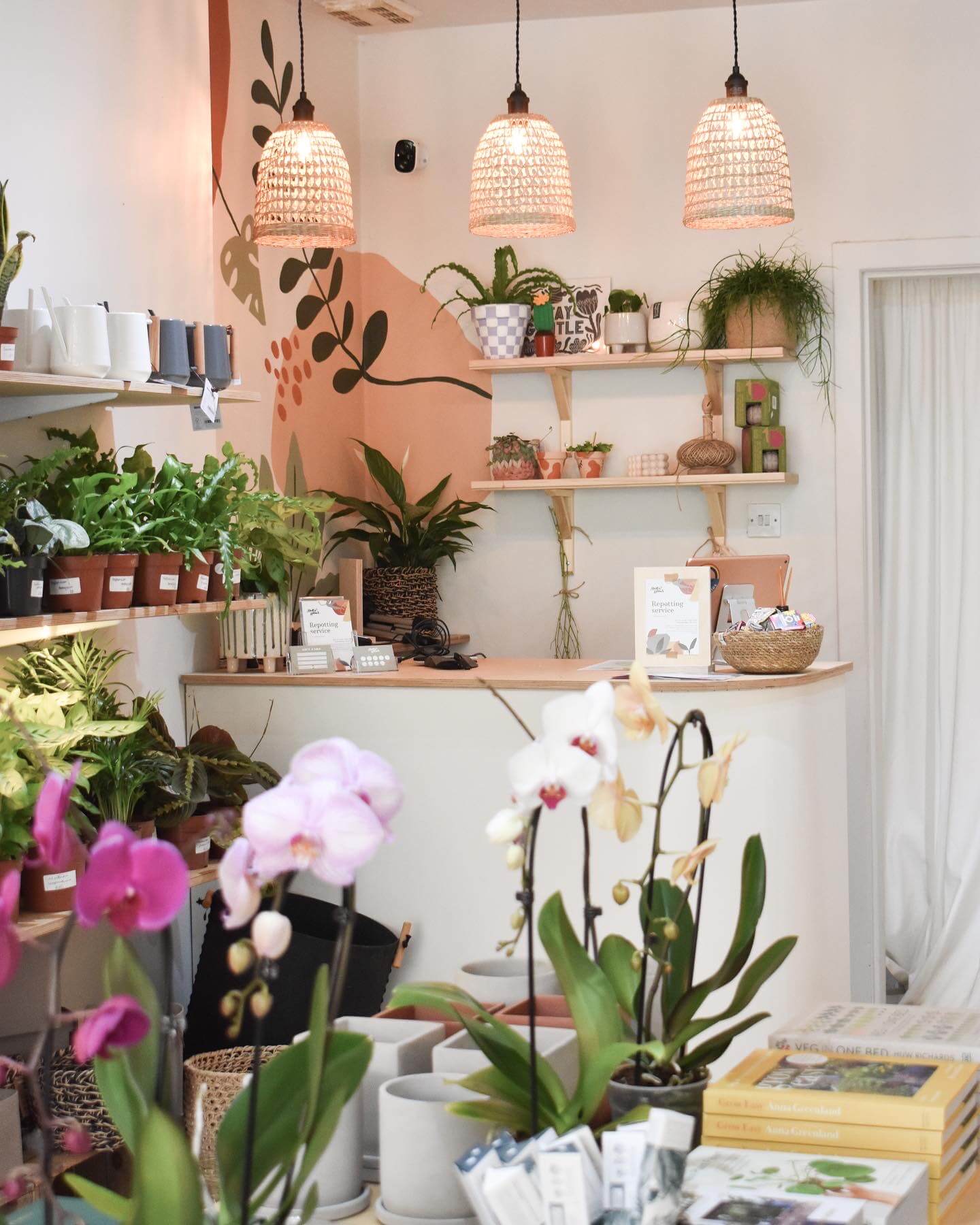 Botanical books, houseplants and homeware inside Edinburgh plant shop Holly Grows