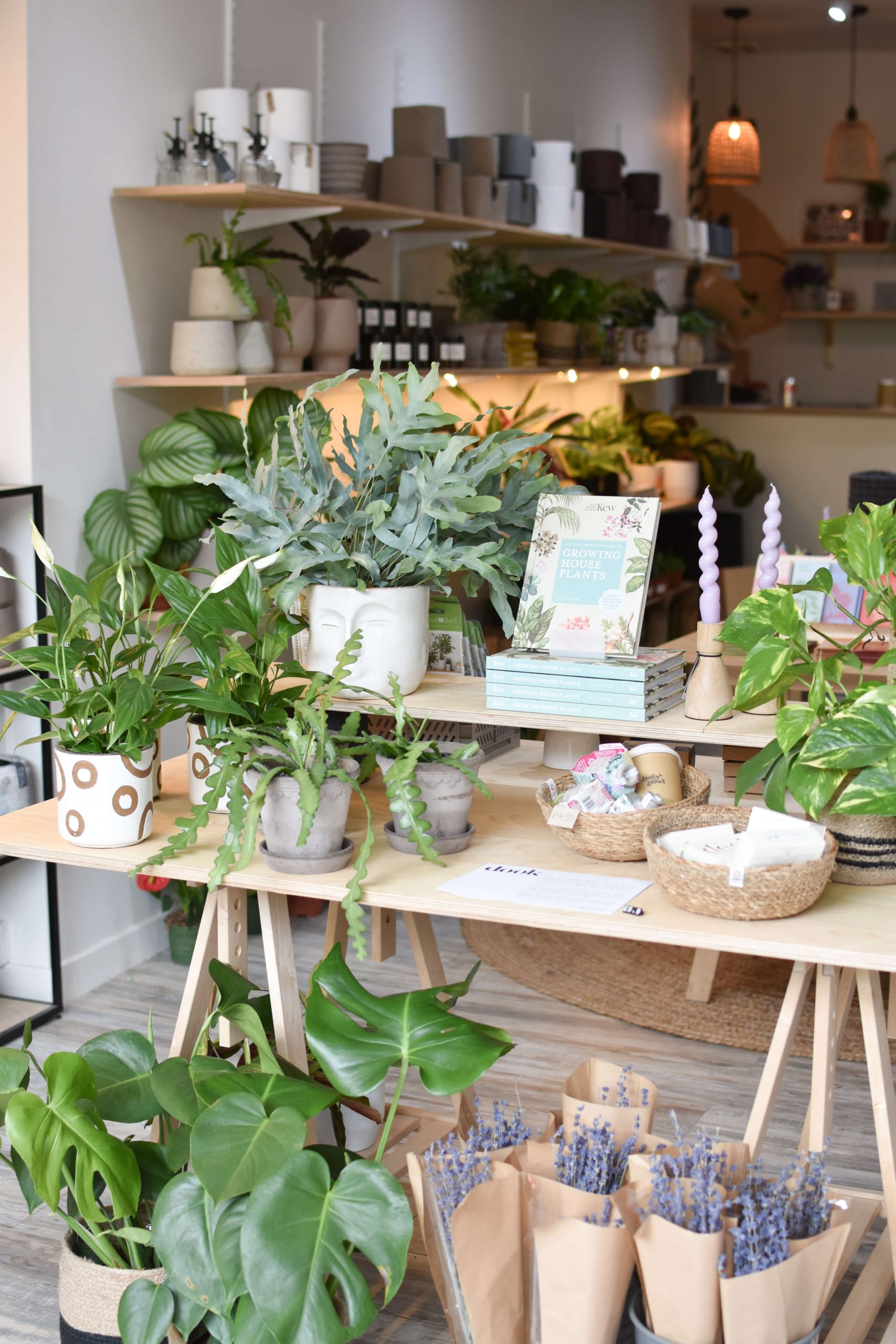 Plants, pots and independent homeware inside Edinburgh plant shop Holly Grows