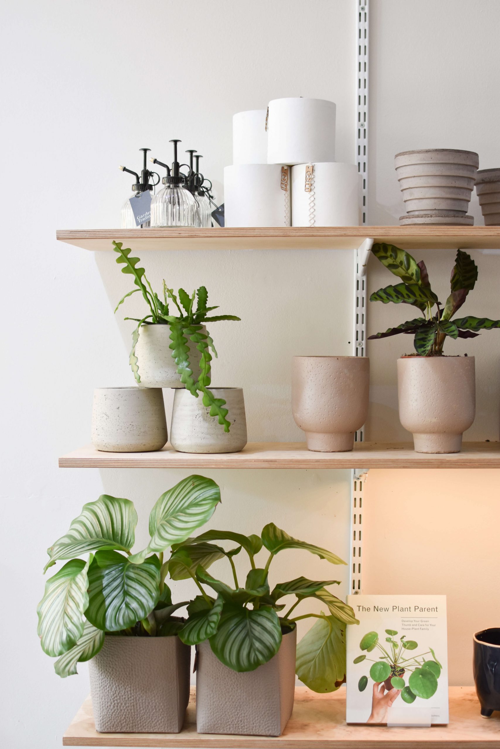 Plants and neutral pots inside Edinburgh plant shop Holly Grows