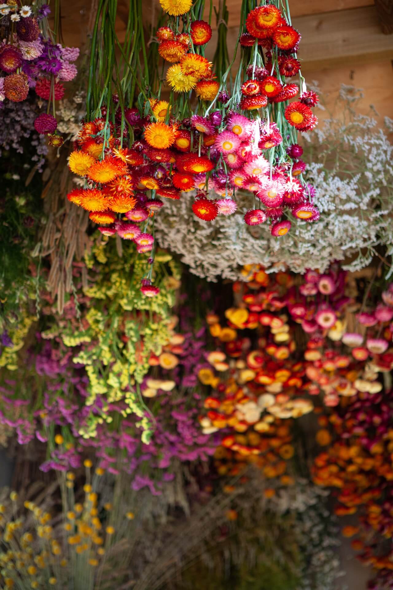 Flowers drying in floral sculpture designer Layla Robinson's studio 